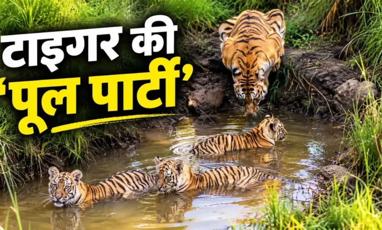 Tiger Cubs Viral Video : कीचड़ के पानी में टाइगर के बच्चों की ‘पूल पार्टी’, मां की निगरानी ने जीता दिल
