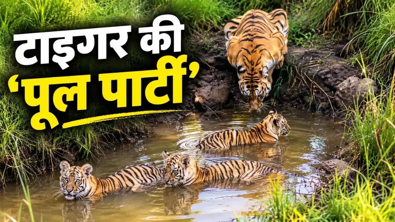 Tiger Cubs Viral Video : कीचड़ के पानी में टाइगर के बच्चों की ‘पूल पार्टी’, मां की निगरानी ने जीता दिल