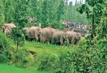 Elephant Herd Attack : नन्हे शावक की मौत से तड़पा झुंड, मां की ममता के बीच रातभर हाथियों का उत्पात, देखें वीडियो