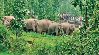 Elephant Herd Attack : नन्हे शावक की मौत से तड़पा झुंड, मां की ममता के बीच रातभर हाथियों का उत्पात, देखें वीडियो