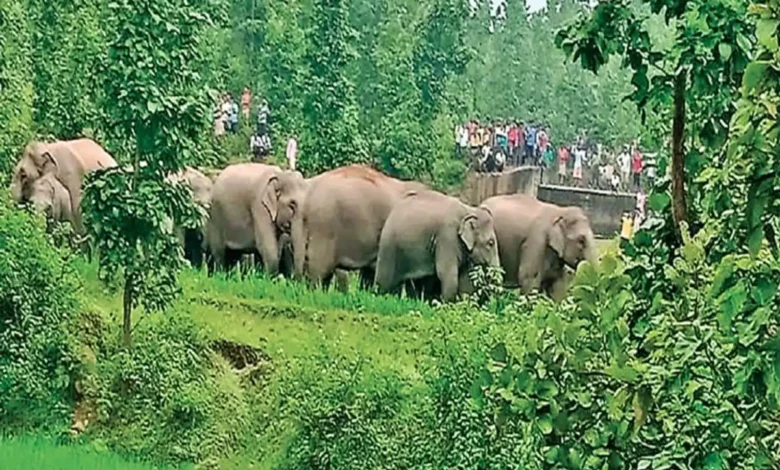 Elephant Herd Attack : नन्हे शावक की मौत से तड़पा झुंड, मां की ममता के बीच रातभर हाथियों का उत्पात, देखें वीडियो