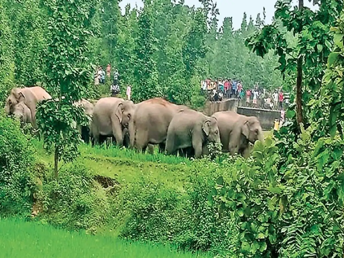 Elephant Herd Attack : नन्हे शावक की मौत से तड़पा झुंड, मां की ममता के बीच रातभर हाथियों का उत्पात, देखें वीडियो